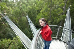 Otway Fly Treetop Adventures