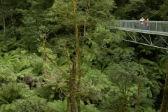 Otway Fly Treetop Adventures