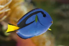 Palma Aquarium