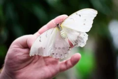 Papilonia Butterfly House