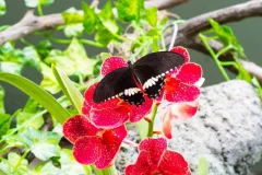 Papilonia Butterfly House