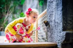 Papilonia Butterfly House