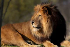 Paris Zoological Park (Parc Zoologique de Paris)