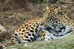 Parrot World - The Immersive Animal Park