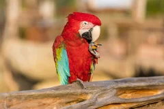 Parrot World - The Immersive Animal Park