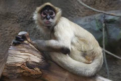 Peoria Zoo