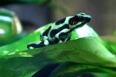 Peoria Zoo