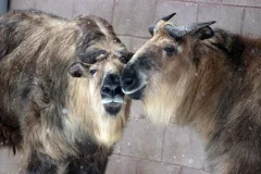 Peoria Zoo