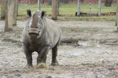 Peoria Zoo