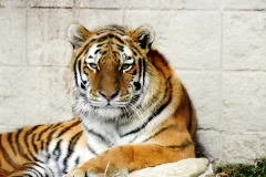 Peoria Zoo