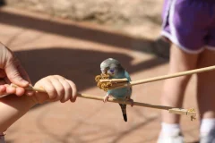 Peoria Zoo