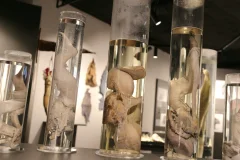 Phallological Museum
