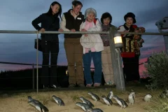Phillip Island Nature Parks
