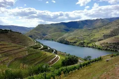 Porto Wine Tasting