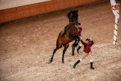 Portuguese School of Equestrian Art