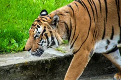 Prague Zoo