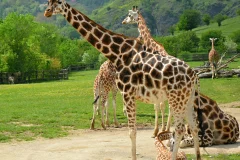 Prague Zoo