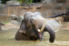 Prague Zoo