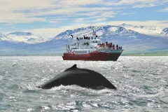 Akureyri: Whale-Watching Cruise