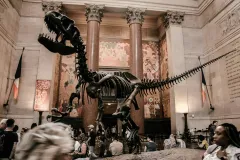 American Museum of Natural History (AMNH): Entry Ticket