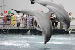 Aquarium of Genoa: Entry Ticket + Lunch or Breakfast