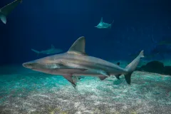 Aquarium of Genoa & Galata Sea Museum: Entry Ticket + Submarine Visit