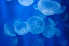 Aquarium of Genoa & Whale Watching Cruise