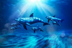 Aquaventure: Entry Ticket + Atlas Village Dolphin Swim