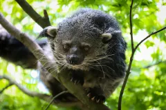 Berlin: Felidae Wildcat and Species Conservation Center Barnim Guided Tour