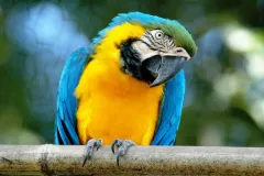 Bioparco: Fast Track Ticket