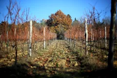 Chianti Region: Day Trip from Florence + Off-Road Tuscany Wine Tour
