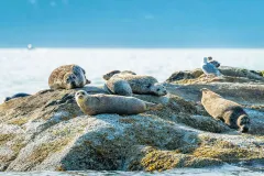 City and Seal Cruise from Vancouver