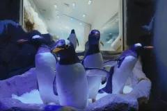 Dubai Aquarium & Underwater Zoo: Penguin Cove & Nursery Experience