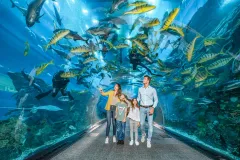 Dubai Aquarium & Underwater Zoo: Ultimate Experience