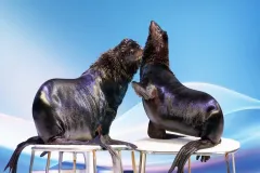 Dubai Dolphinarium: Dolphin and Seal Show