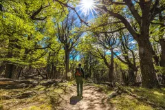 El Chaltén: Full-Day Guided Tour + Roundtrip Transfer + Lunch