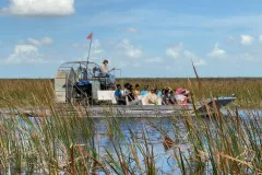 Everglades: 30-Minute Airboat Tour, Wildlife Show and Transportation from Miami
