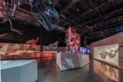 Houston Museum of Natural Science: Entry Ticket