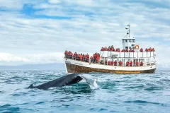 Husavík: Silent Whale Watching Tour + Snack