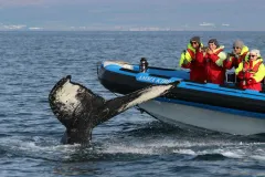 Husavík: Whale & Puffin Watching Tour in a RIB Speedboat