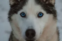 Husky Park Rovaniemi