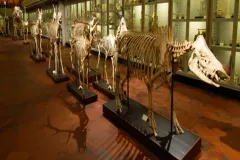 Museum of Natural History La Specola: Skip The Line