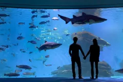 Palma Aquarium: Skip The Line Ticket + Optional 3D Cinema Aquadome