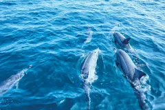 Palma de Mallorca: 3-Hr Dolphin Watching Boat Excursion + Swim & Snorkelling