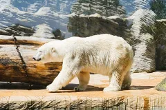 Prague Zoo: Entry Ticket + Audio Guide