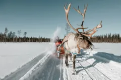 Reindeer Farm: Guided Tour + Transfer