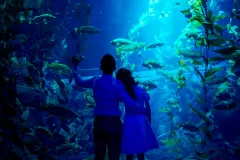 Ripley's Aquarium of Canada: Sharks After Dark
