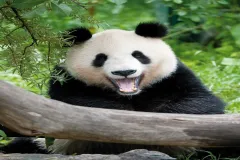 Schönbrunn Zoo: Skip The Line Admission Ticket