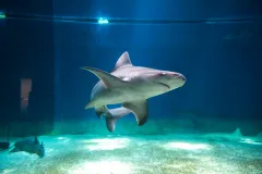 Sea Pass: Aquarium of Genoa & Galata Museum Entry Ticket + Harbor Boat Tour