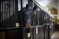 Spanish Riding School: Guided Tour
